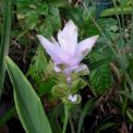 curcuma Pink